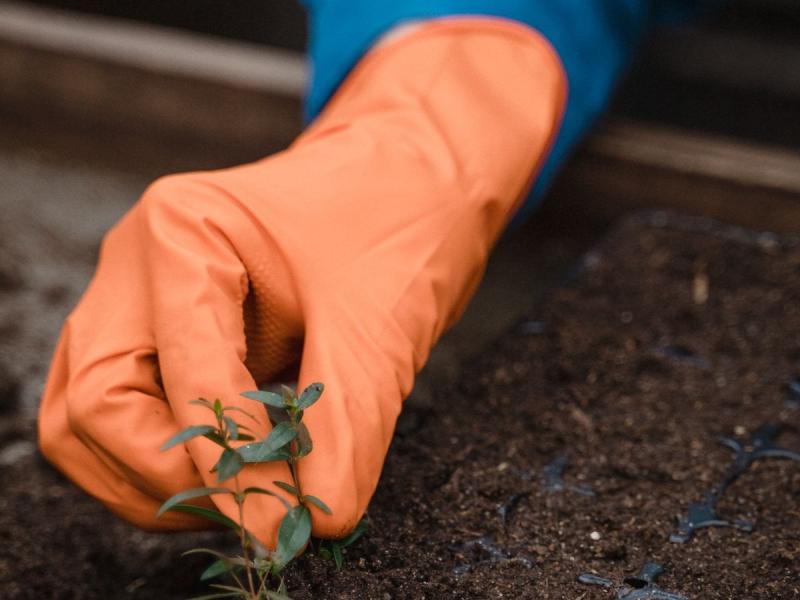 Plantón recién plantado en la Horta Ernesto Caballero, Pontevedra
