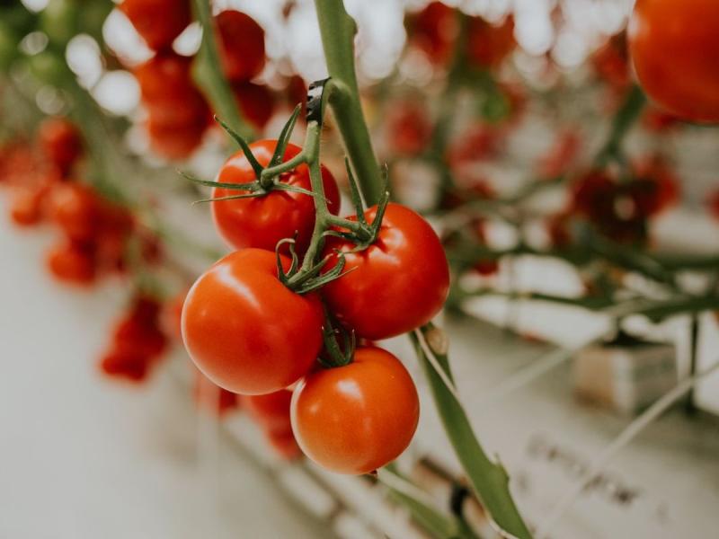 Tomates maduros en una planta de un huerto urbano en Fuerteventura