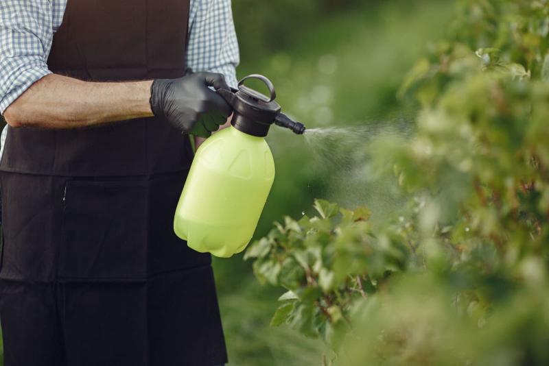 Pulverizador manual aplicando tratamiento sobre unas plantas