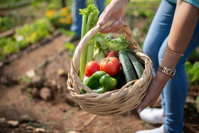 Cesta con hortalizas recién recolectadas de un huerto urbano