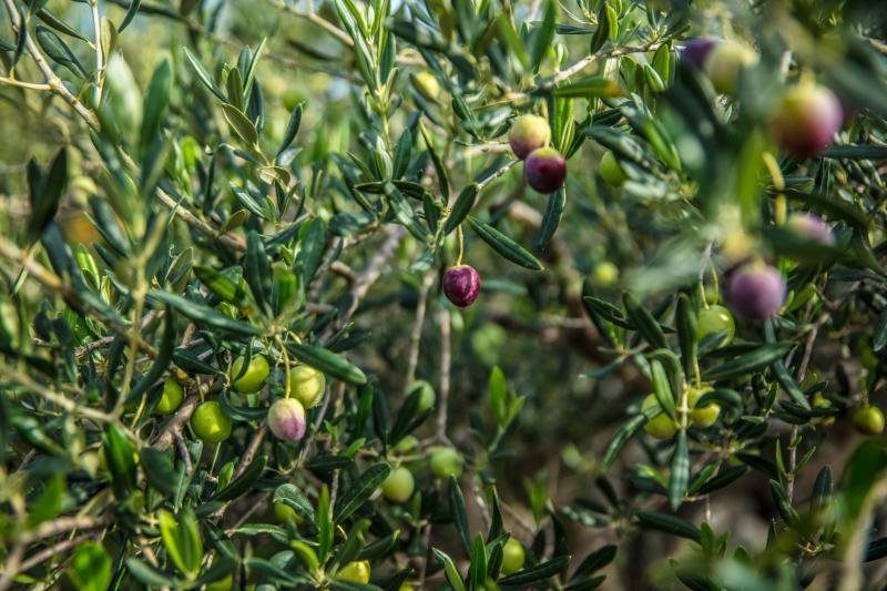 Ramas de olivo con aceitunas, ilustrativo