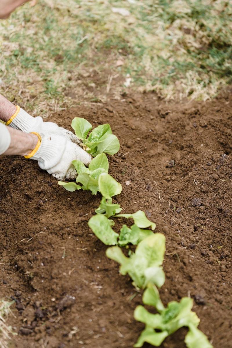 Manos con guantes plantando lechugas, ilustrativo