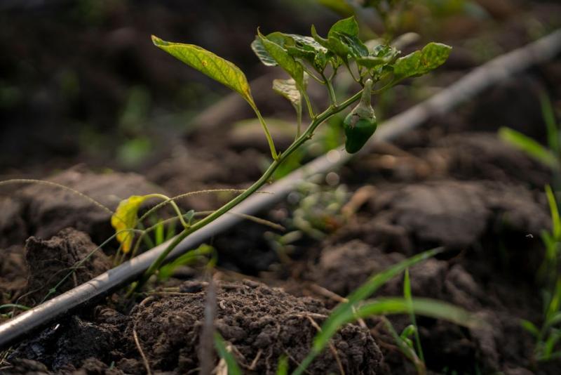 Riego por goteo en una planta de pimiento en huerto urbano