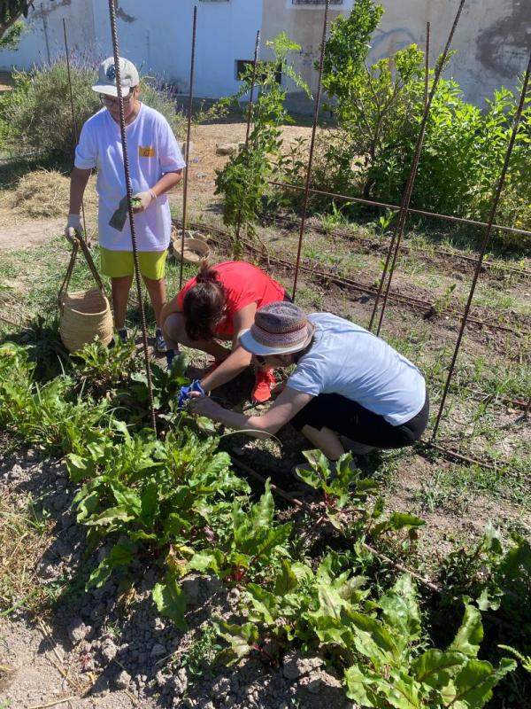 Tres personas cosechando acelgas y remolachas en el huerto de San Antón, vista cenital