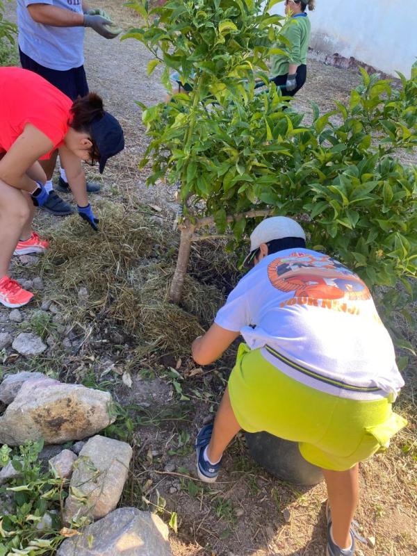 Voluntarios trabajando junto a un naranjo joven en el huerto de San Antón, de espaldas