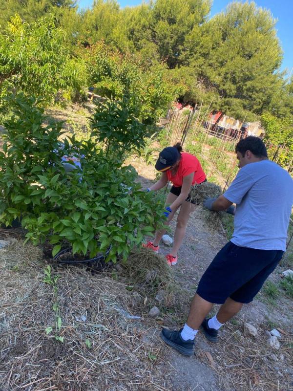 Dos personas cuidando un naranjo en el huerto de San Antón, de espaldas