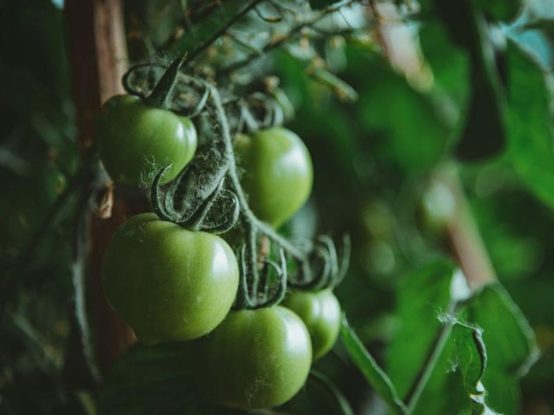 Tomates verdes en una planta de huerto en Santa Cruz de Tenerife