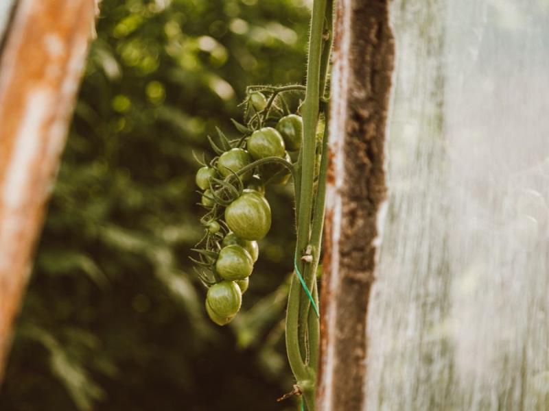 Tomates verdes creciendo en un invernadero rústico en Segovia