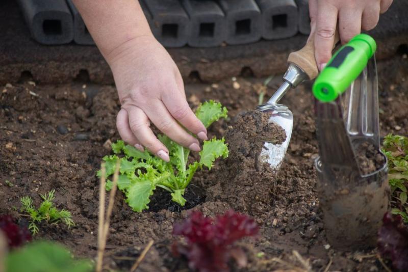 Plantando lechuga en septiembre