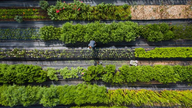 Vista aérea de bancales de cultivo en un huerto urbano, ilustrativo