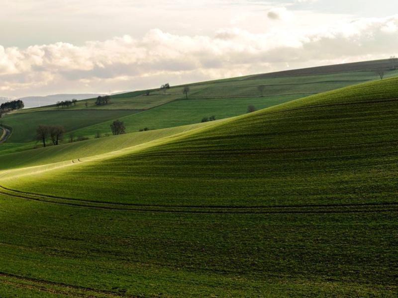 Campo verde de cultivo en las afueras de Soria