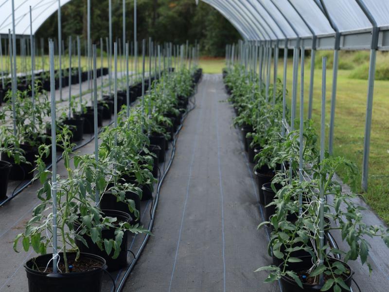 Plantas de tomate en macetas dentro de un invernadero, ilustrativo