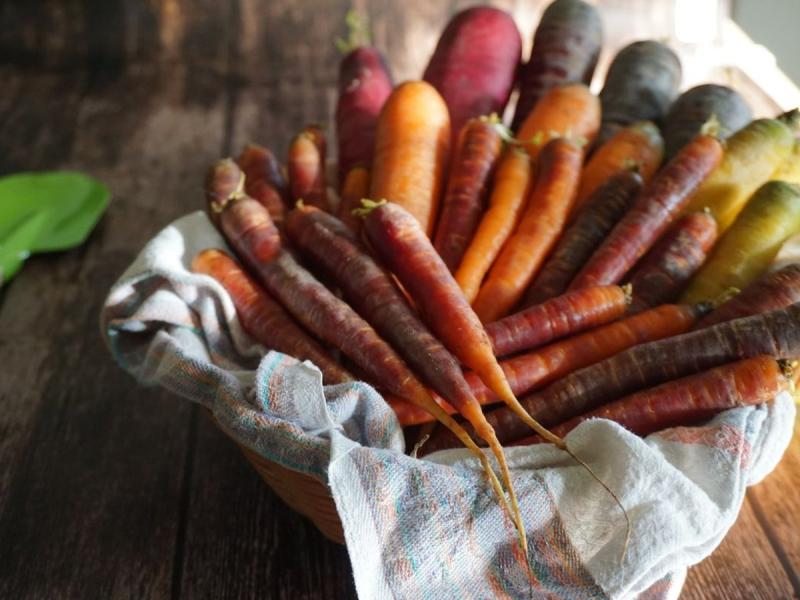 Cesta de zanahorias recién recogidas junto a una pala de jardín