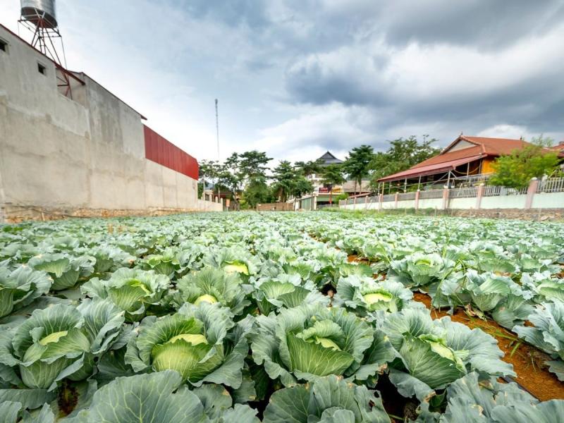 Campo de coles con cielo tormentoso al fondo