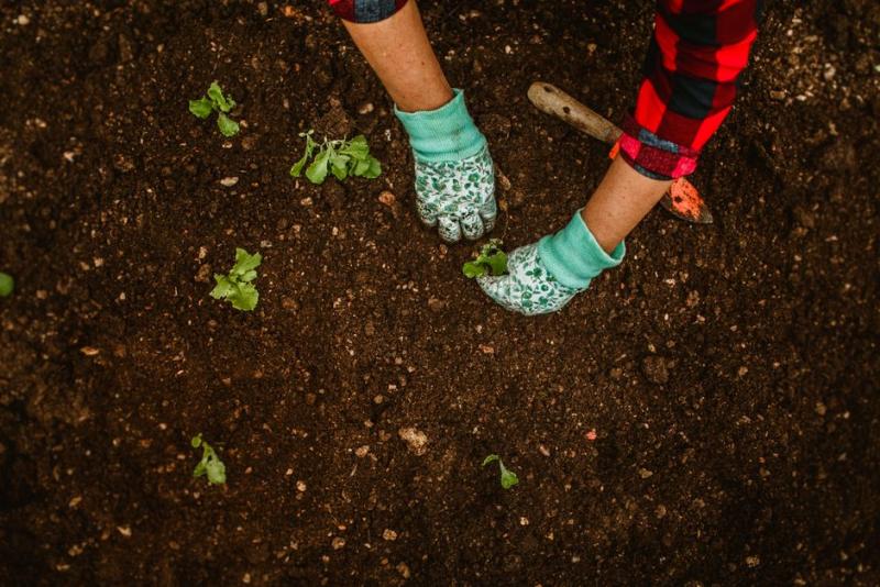 Manos con guantes de jardinería plantando un plantón en la tierra