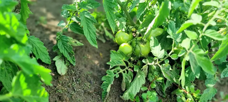 Tomates verdes creciendo en una mata dentro del huerto
