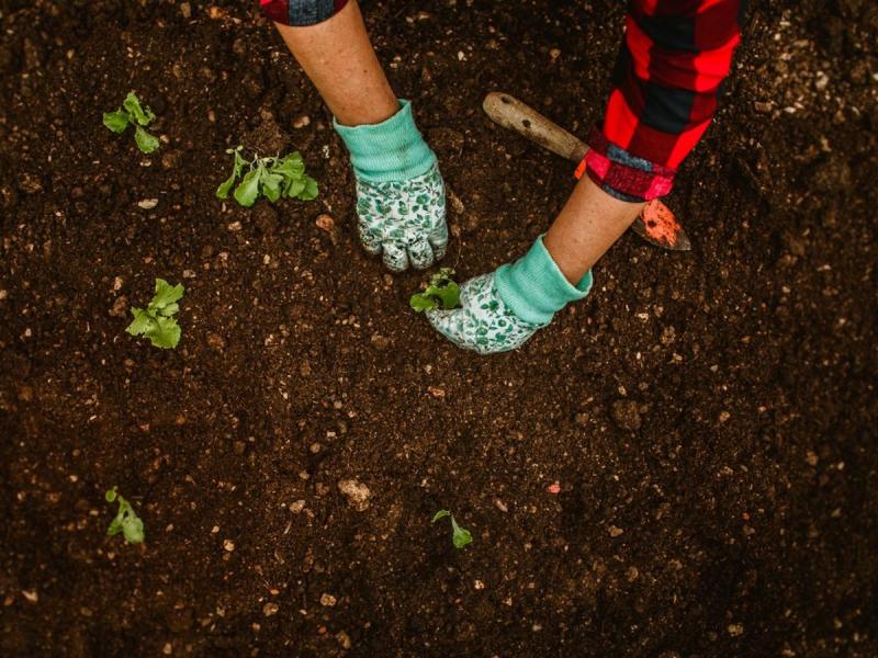 Manos plantando un plantón con guantes en un huerto de Valladolid