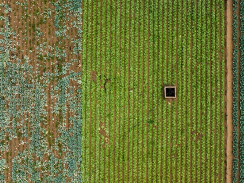 Vista aérea de parcelas de cultivo en los huertos municipales de Valladolid