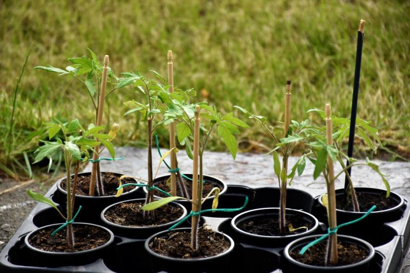 Plantones de tomate en macetas listos para plantar, ilustrativo