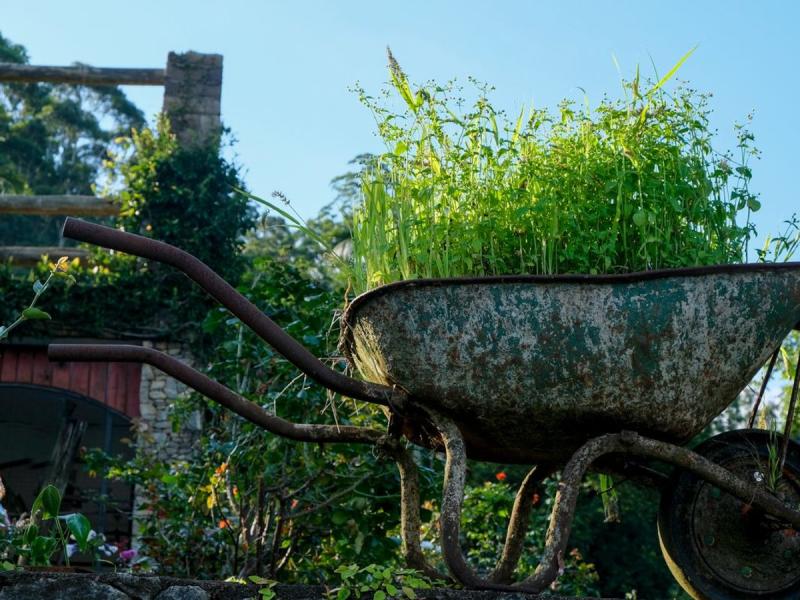 Carretilla oxidada entre plantas en un huerto privado de Villabona