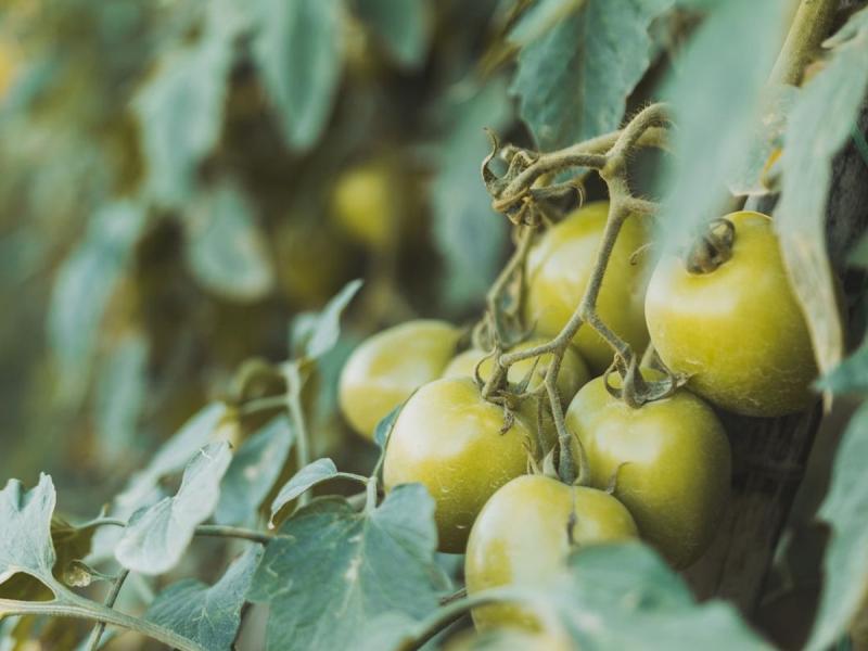 Racimo de tomates verdes en un huerto urbano de Benavente