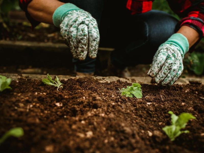 Manos con guantes florales plantando en un huerto de Zamora