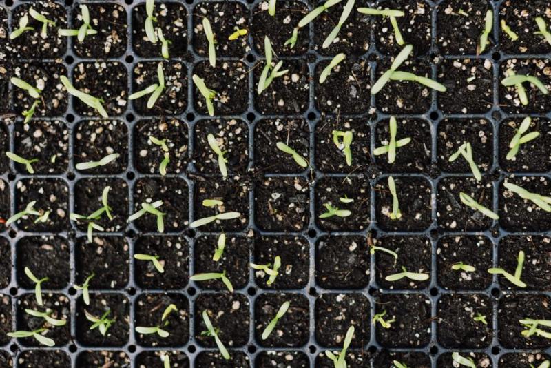 Semillero recién germinado en febrero, para trasplantar tomate y pimiento en primavera